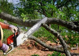 Best Tree Cabling and Bracing  in Glouster, OH