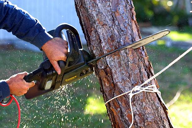 Best Residential Tree Removal  in Glouster, OH