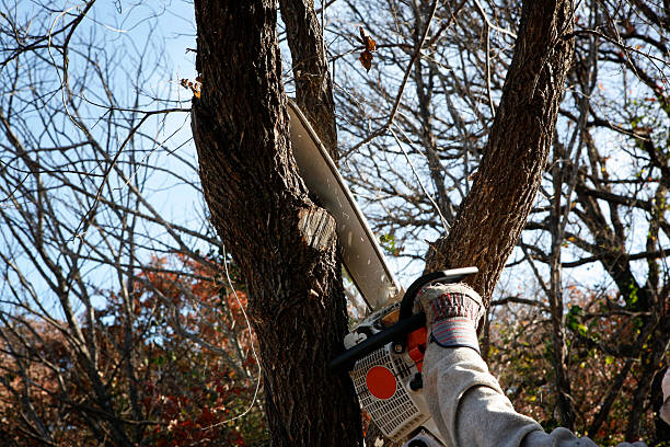 Best Leaf Removal  in Glouster, OH