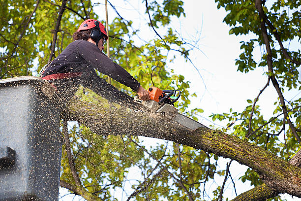 Best Lot and Land Clearing  in Glouster, OH