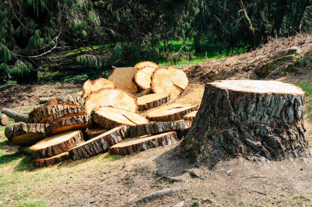 Best Seasonal Cleanup (Spring/Fall)  in Glouster, OH